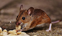24 Hour & Emergency Exterminators in Rockville Centre, NY